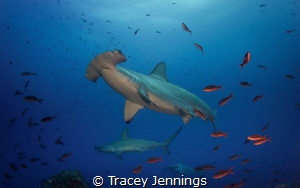 At the cleaning station, the scalloped hammerheads come v... by Tracey Jennings 